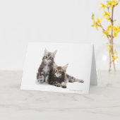 Carte Deux chatons du chat coon du Maine (Fleur jaune)