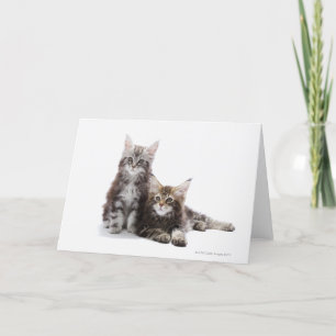 Carte Deux chatons du chat coon du Maine
