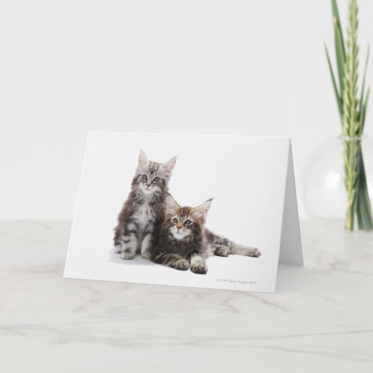 Carte Deux chatons du chat coon du Maine (Devant)