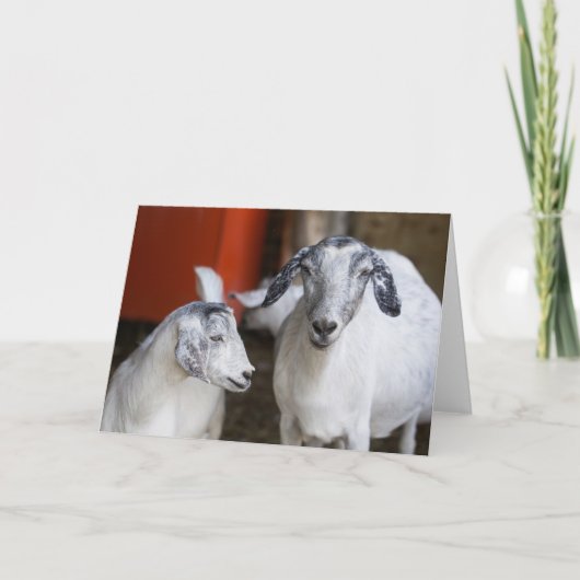 Carte Deux chèvres blanches (Devant)