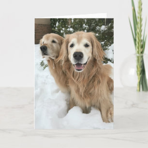 Carte Deux chiens d'or retriever en hiver
