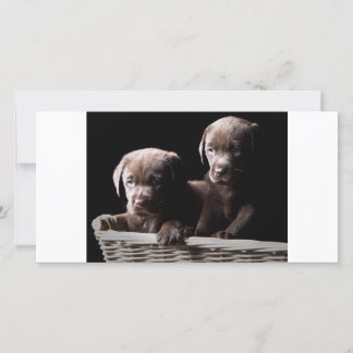 Carte Deux Chiots au Labrador au chocolat