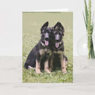Carte Deux chiots de berger allemand