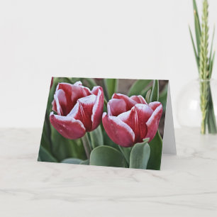 Carte Deux fleurs de tulipe magenta