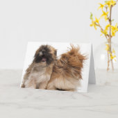 Carte Deux Shih-Tzus au vent (Fleur jaune)