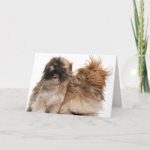 Carte Deux Shih-Tzus au vent