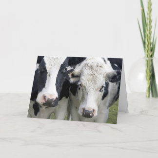 Carte Deux vaches cherchent pour dire bonjour.