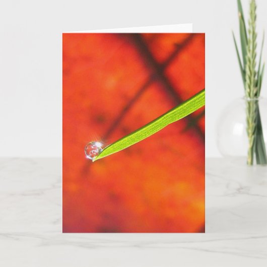 Carte Dew Drop om Green Grass Méditation paisible (Devant)