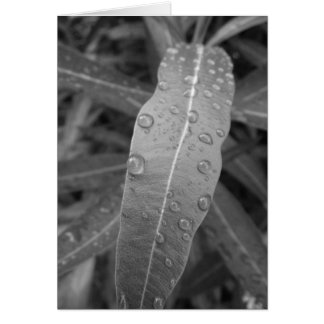 Carte Dew Drops