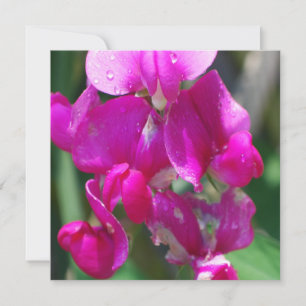 Carte Dew Drops on Sweet Pea