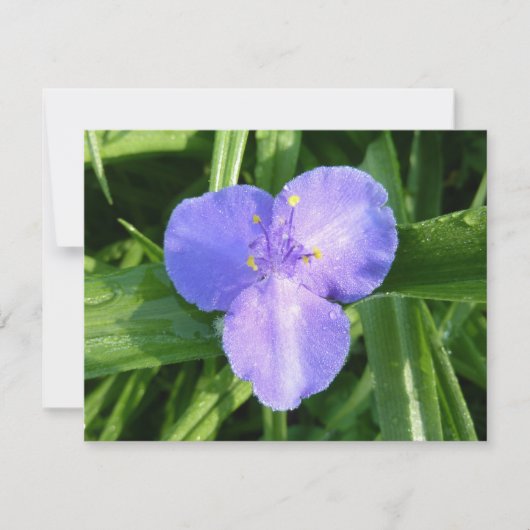 Carte Dewy Trillium Spring Wildflower (Devant)