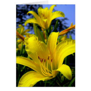 Carte d'hémérocalle