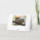 Carte d'Humour à la noix d'écureuil coquin du coup (Dos)