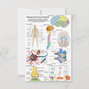 Carte Diagramme du cerveau humain et du système nerveux 