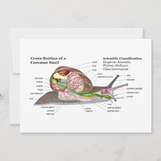 Carte Diagramme d'un escargot de jardin commun (Helix as