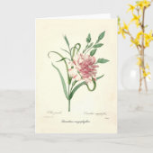 Carte Dianthus caryophyllus (Fleur jaune)