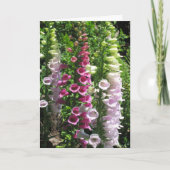 Carte Digitales roses (Devant)