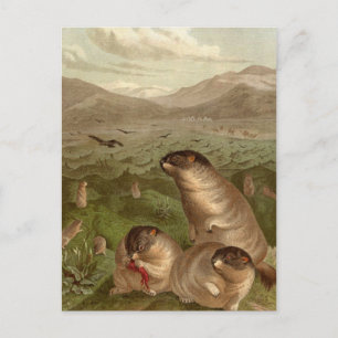 Carte d'illustration couleur marmotte vintage