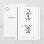 Carte d'illustration du scarabée vintage (Devant / Derrière)