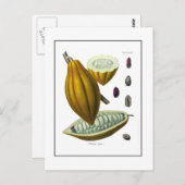 Carte d'illustration vintage de fèves de cacao (Devant / Derrière)