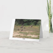 Carte Dindes, Anniversaire (Dos)