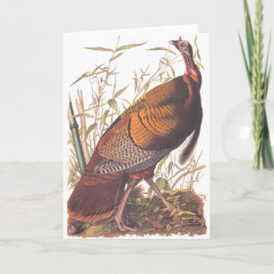 Carte Dindon sauvage Audubon