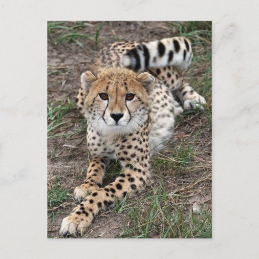 Carte d'information Cheetah (Devant)