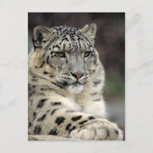 Carte d'information Leopard des neiges