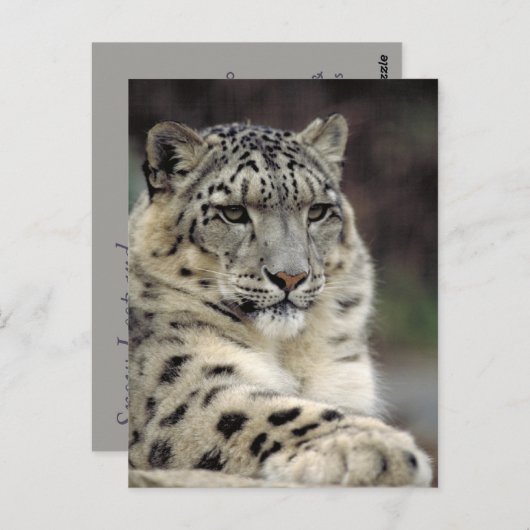 Carte d'information Leopard des neiges (Devant / Derrière)