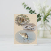 Carte d'information sur le sandpiper à la cuillère (Debout devant)