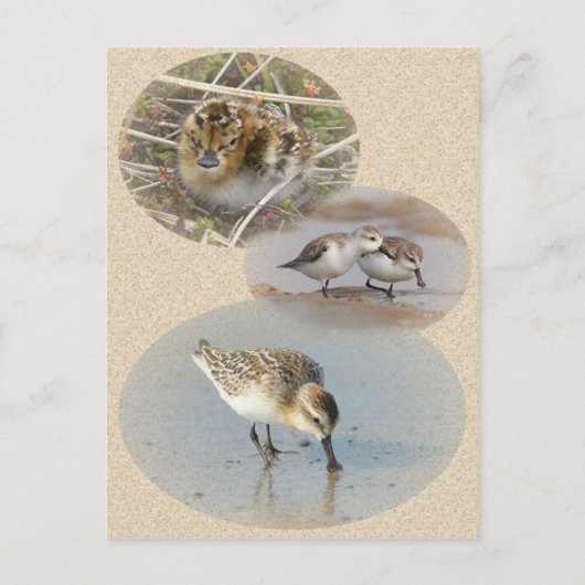 Carte d'information sur le sandpiper à la cuillère (Devant)