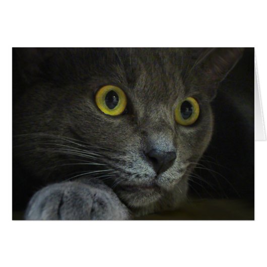 Carte d'intensité (Devant horizontal)