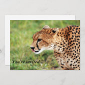 Carte d'invitation Cheetah (Devant / Derrière)
