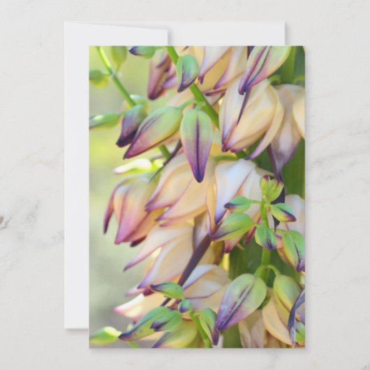 carte d'invitation fleurs d'Yucca (Devant)