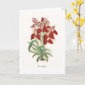 Carte Disa uniflora (Fleur jaune)