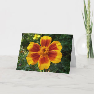 Carte Disco Marigold Orange et Rouge Fleur d'été