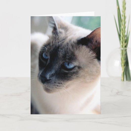 Carte distante de chat siamois (intérieur vide) (Devant)