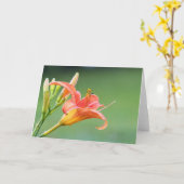 Carte Ditch Lily (Fleur jaune)