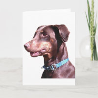 Doberman Pinscher Rouge