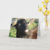 Carte Dobie Billy alpin (Fleur jaune)