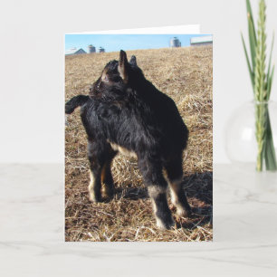 Carte Dobie Goat Kid Toutes Les Occasions