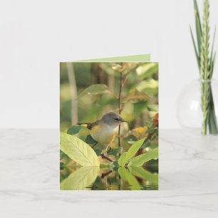 Carte d'observation d'oiseaux d'été
