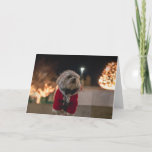 Carte Dog à Santa costume<br><div class="desc">puppy animal dog maltese,  sweet santa happiness,  cheerful furry pure happy,  funny maltese puppy beautiful,  poppy porcelebrer,  adorable doggy santa ,  canine xmas christmas,  pet cut holiday , </div>