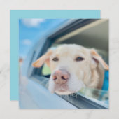 Carte Dog Hanging Out Car Window Sunny Day Flat Card (Devant / Derrière)