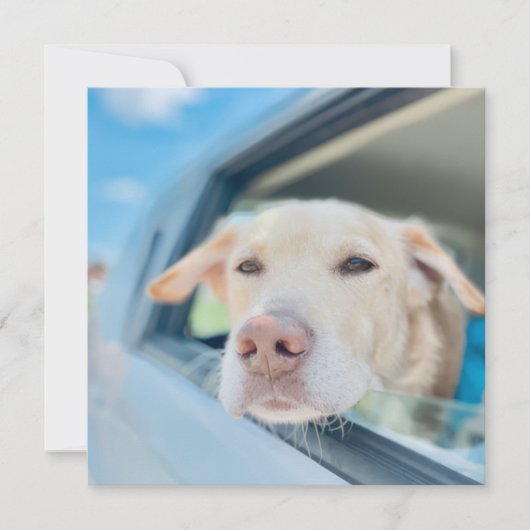 Carte Dog Hanging Out Car Window Sunny Day Flat Card (Devant)