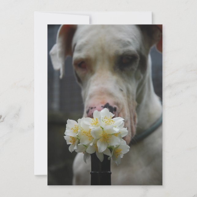 Carte Dogue allemand (Devant)
