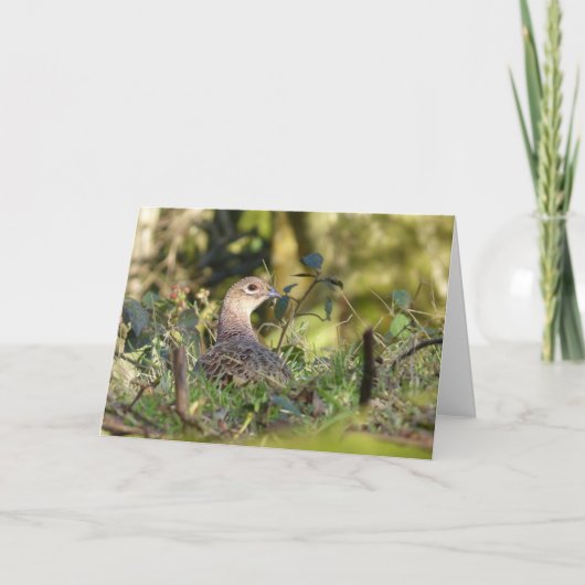 Carte d'oiseau de faisan (Devant)