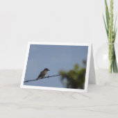 Carte d'oiseau du Moucherolle tacheté (Devant)