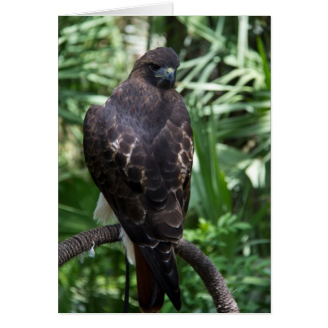 Carte d'oiseaux Red Tail Hawk (Devant)