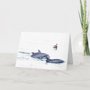 Carte Dolphins Wild Bottlenose